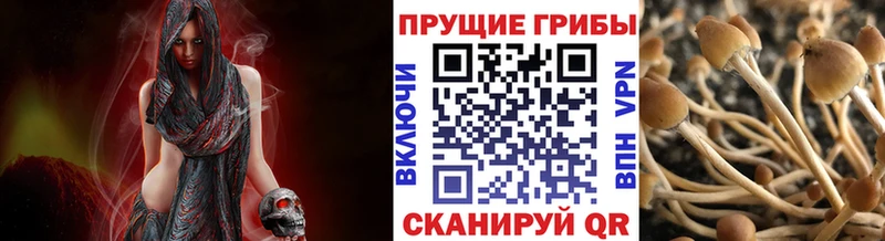 Галлюциногенные грибы GOLDEN TEACHER купить сайты сайты даркнета официальный сайт Новосокольники